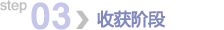 第三步：收获阶段