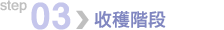第三步：收穫階段